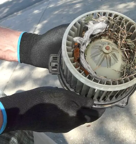 About Air Duct Mice Removal in Pasadena, TX